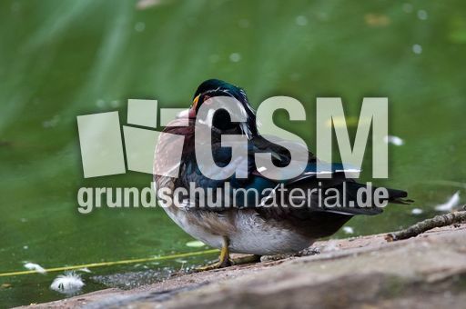 Brautente (5 von 6).jpg